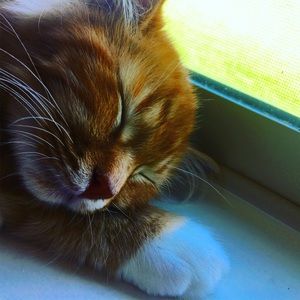 Meet your Posher, Sierra